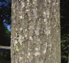 Bark: Smooth and pale green to white with a waxy appearance when young; turning grey and furrowed with age.