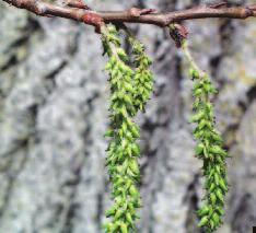 Flowers and fruit: Long (5-10 cm), light green, hanging catkins which produce small oval seeds.