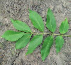 White Ash (Fraxinus americana) Leaf: Compound; 5-9 oval leaflets on a central stalk with smooth edges or infrequent