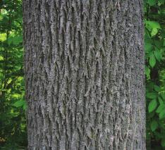 Bark: Young bark is light grey and smooth; becomes deeply furrowed with intersecting ridges producing a diamond pattern.