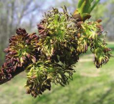 Fruit is a seedcase with a wing emerging from the tip. These hang off the tree in clusters.