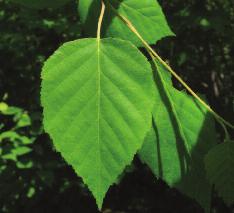 White Birch (Betula papyrifera) Leaf: Oval or triangular in shape, dull green with a lighter underside and a multi-toothed edge.