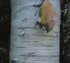 Mature bark becoming white and often shedding from the tree in large sheets.