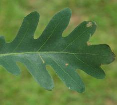 White Oak (Quercus alba) Leaf: Lobed; Alternately arranged along the twig with several deep lobes ending in smooth, blunt