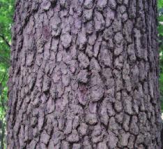 Bark: Pale grey with a reddish tinge and narrow, scaly ridges broken into rectangular sections.