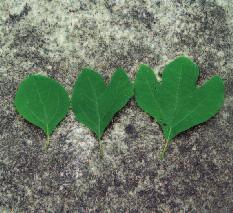 Sassafras (Sassafras albidum) Leaf: Has 3 variable leaf shapes: 3 lobes, 2 lobes resembling a