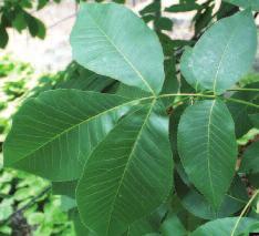 Shagbark Hickory (Carya ovata) Leaf: Compound; 5 finely-toothed, yellowish-green