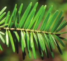 Balsam Fir (Abies balsamea) Leaf: Single needles; Flat; 2-3 cm long, rounded, shiny green above with 2 white lines of dots