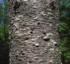 Bark: Grey and smooth when young with raised resin-filled blisters.