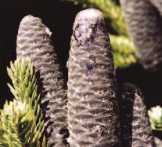 Flowers and fruits: Seed cones form into erect clusters of 5-10 cm long, greyish-brown/purple cones with tight scales that