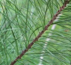 Eastern White Pine (Pinus strobus) Leaf: Clustered needles in bundles of 5.