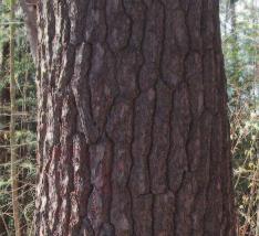 Bark: Smooth and greyish-green when young. Dark grey/brown with deep furrows, broken up by broad scaly ridges when mature.
