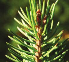 White Spruce (Picea glauca) Leaf: Single needles; 4-sided (individual needles will roll between your fingers); 2-3