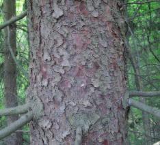 Bark: Smooth and light grey when young; dark grey and scaly in older trees.
