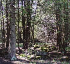 School Madill-Sattler Gutzmer-Wiese Deciduous Forests: Leaves &