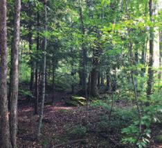 Bruce Trail are Mixed forests, so called because they have the