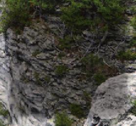 53) that cling to the Escarpment face endure harsh conditions that prevent most other