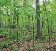 Common associated canopy trees: Sugar Maple-Beech; Oak-Hickory;