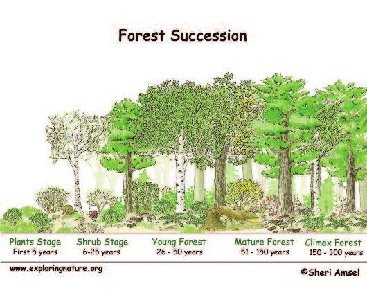 Climax Forest: The cycle of succession slows when the most shade-tolerant trees like Sugar Maple, American Beech, Eastern Hemlock are able to become established.