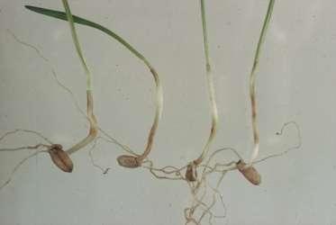 causing foot and stem rotting In cereals