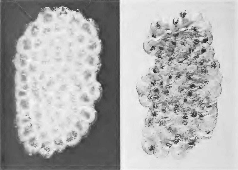 FIG. 3. Egg mass of the European corn borer at an early stage (left) and at the blackhead stage, just a few hours before hatching (right).