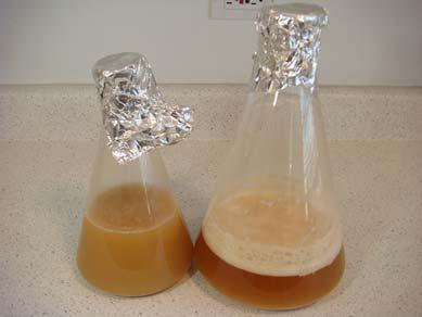 Why we make a yeast starter A yeast starter is a small batch of weak beer made for the purpose of increasing the yeast health and population before pitching into a full batch of wort.