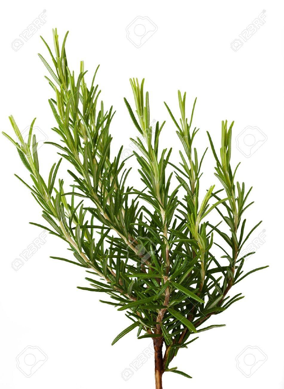 Rosemary (Rosemarinus officinalis) Rosemary likes a sunny spot, protected from winds, in well-drained soil. Can be propagated from cuttings or by layering.