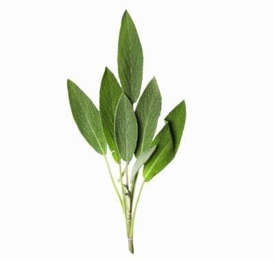 Sage (Salvia officinalis) Sage likes full sun in dry, well-drained soil. Easy to propagate from cuttings in the summer. Sage tea benefits digestion and soothes coughs and colds.