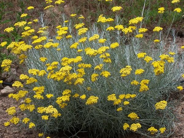 Curry Plant (Helichrysum augustifolium) Helichrysum likes full sun in rich well-drained soil. Propagate from stem cuttings in spring or autumn.