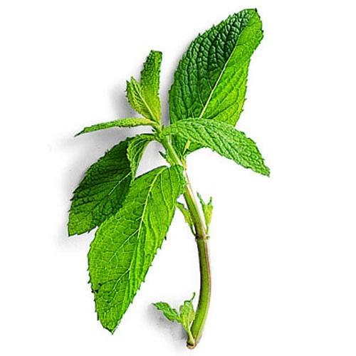 Mint (Mentha) There are over 600 varieties of this well-known herb. Mint likes moist, well-drained soil, rich in nutrients in partial shade or sun.