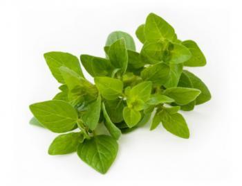 Oregano (Oreganum vulgare) Also known as Wild Marjoram Oregano likes full sun and well-drained, rich soil. It can be grown from seed or from root or stem cuttings from late spring to midsummer.