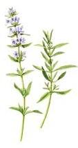 Hyssop Hyssopus officinalis Hyssop is a herb which belongs to the mint family.
