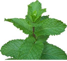 Peppermint Mentha x piperita Peppermint is a common type of mint that can be distinguished by its broad dark green leaves, with reddish veins & toothed margins.