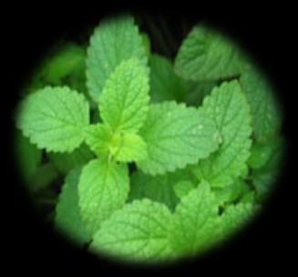 ~ It has a high content of menthol & is used as a flavouring in many foods & toothpastes.