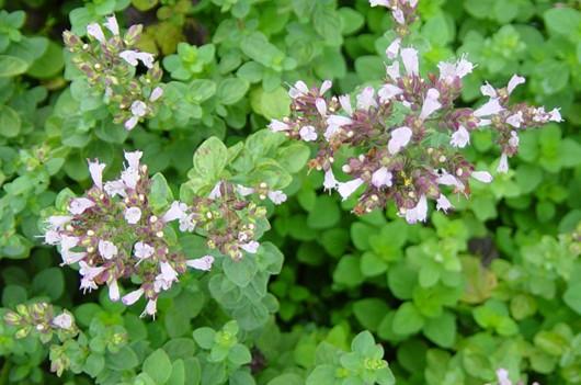 Golden Oregano is a variant that has a less flavourful taste but is beautiful as an ornamental herb.