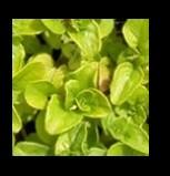 ~ Oregano has been rated as one of the plant sources with the highest antioxidant properties.
