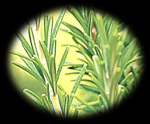 Rosemary Rosmarinus officinalis Rosemary is a very well known fragrant shrub with evergreen, pine needle-like leaves.