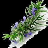 ~ It is a good herb to take when recovering from a long term illness due to its circulatory stimulant properties.