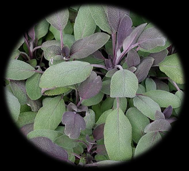 Sage Salvia officinalis Sage is a perennial, evergreen shrub. It is one of the most widely used herbs in the world, considered in the past to be a all-cure herb.