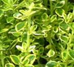 ~ Thyme has properties that boost the nerves & so is good for people with low blood pressure & those who have anaemia.