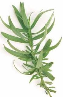 French Tarragon Artemisia dracunculus French Tarragon is also known as dragon herb which relates to its species name dracunculus meaning little dragon in Latin.