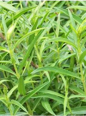 ~ It also can relive stomach craps & trapped wind. ~ Tarragon also contains properties that can act as a mild sedative & help to induce sleep.