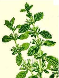 Lemon Balm Melissa officinalis Lemon Balm can be identified by its distinctive heart shaped, toothed leaves. If you pick and bruise the leaves, a strong lemon scent is released, hence it s name.