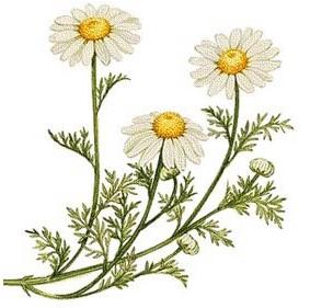 Chamomile Matricaria recutita Chamomile is known as Mother of the gut due to its associated digestive heal-all properties Chamomile is a member of the daisy family.