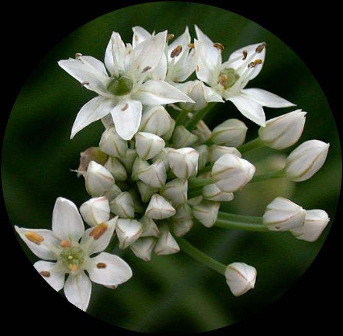 Garlic Chives Allium tuberosum They are also known as Chinese chives, due to their use in Chinese Cuisine