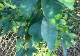 trifoliata) HLB
