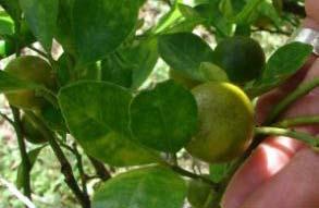 Persian lime 