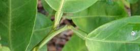 reticulata) leaf