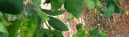 aurantifolia) leaves