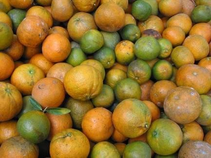 HLB disease prevents the fruit from developing the proper color The bacterial disease The lower half of